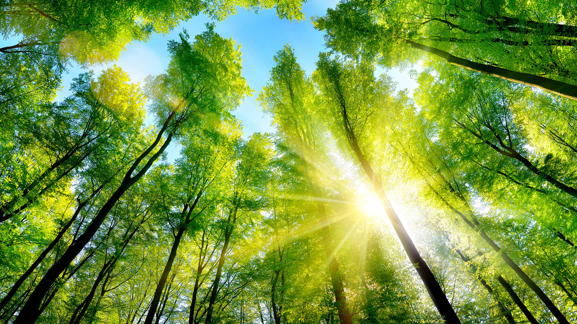 Une forêt, peut-être la plus ancienne biomasse utilisée comme énergie par l'homme.