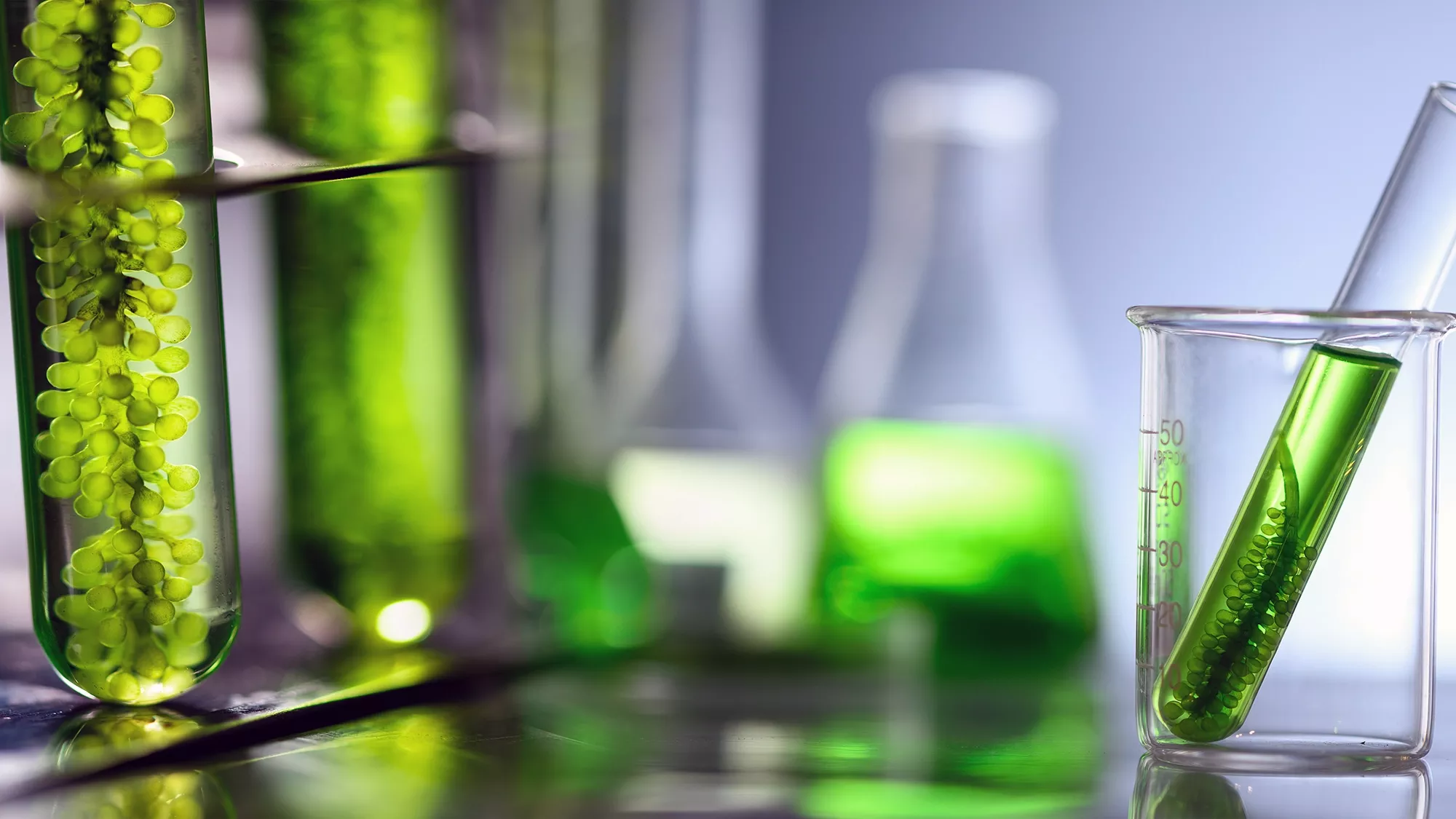 Laboratoire de biocarburant extrait à partir d'algues.