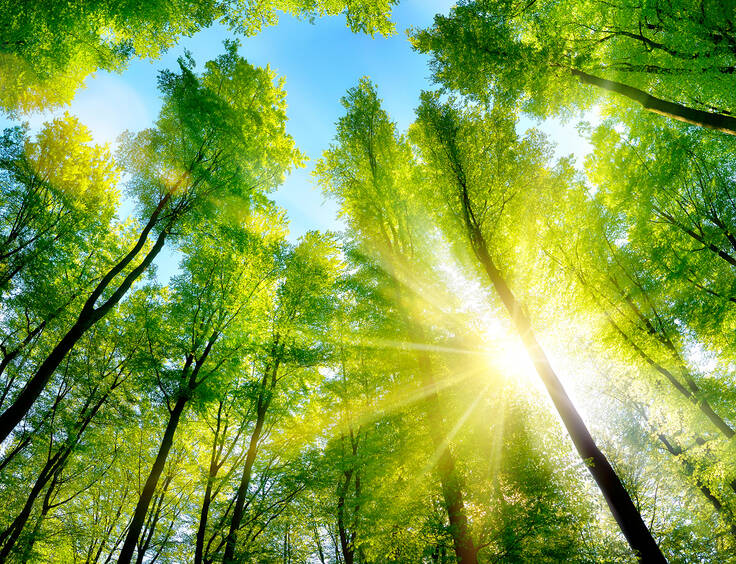 Une forêt, peut-être la plus ancienne biomasse utilisée comme énergie par l'homme.